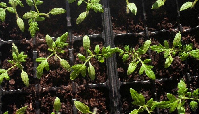 Зверніть увагу на ці ознаки: як розпізнати серйозні хвороби розсади помідорів