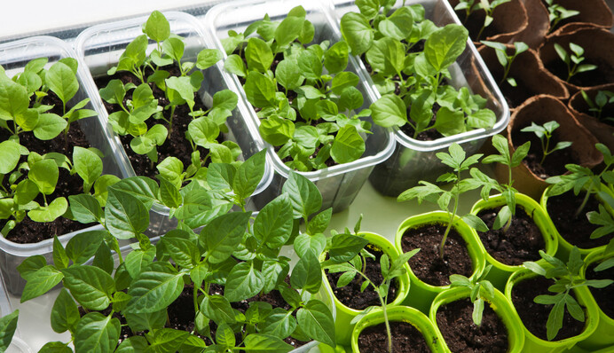 Что добавить в почву при посеве баклажанов, чтобы выросла крепкая рассада