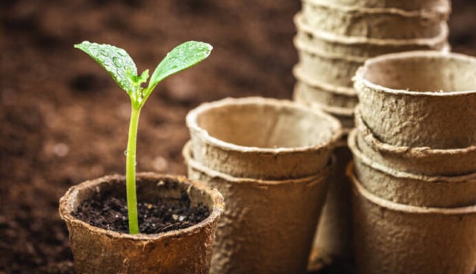 Какие дни по лунному календарю лучше всего подходят для посева огурцов на рассаду