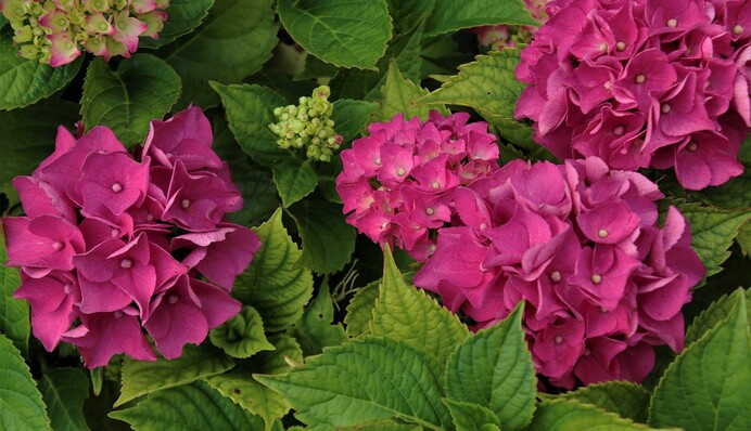 Чтобы гортензия пышно зацвела, ее необходимо правильно обрезать весной: как это сделать