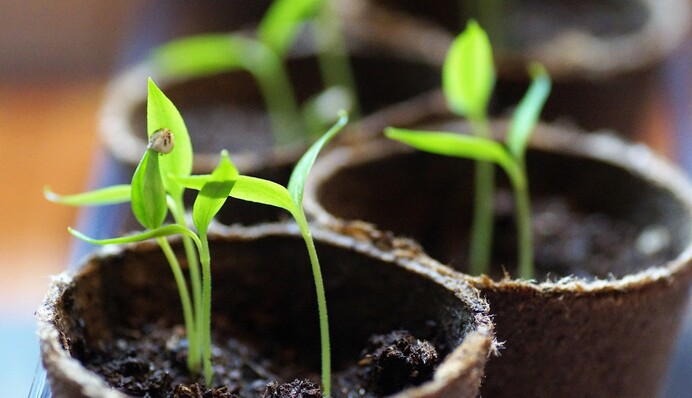 Вода не має бути холодною: як правильно поливати розсаду перцю