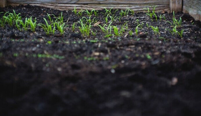 Профілактика від шкідників: коли проводити перше обприскування саду після зими