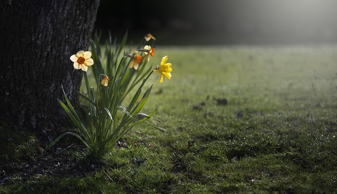 Як підживити цибулинні квіти навесні: добриво для тюльпанів, нарцисів і гіацинтів