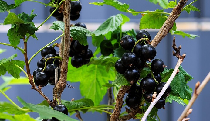 Навіщо весною обробляти смородину окропом: зробіть це до того, як розпустяться бруньки