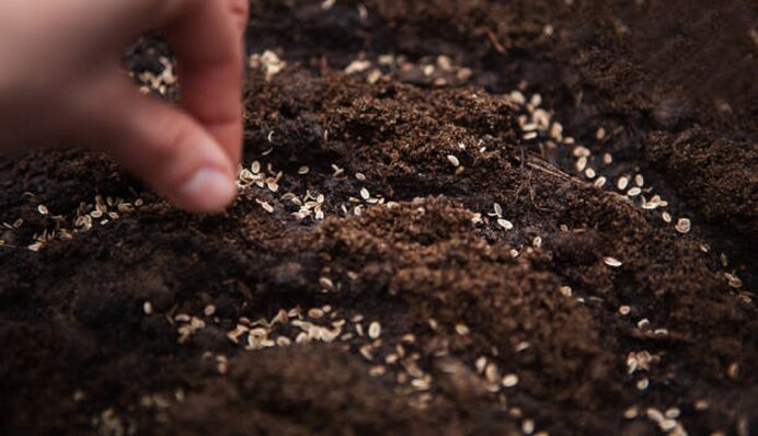 В березні кріп можна сіяти у відкритий ґрунт: коли і як це правильно робити