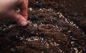 В березні кріп можна сіяти у відкритий ґрунт: коли і як це правильно робити