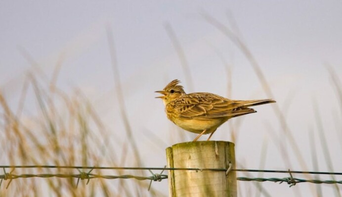 Сорок святых в 2024 году отмечают раньше: главные традиции и запреты праздника