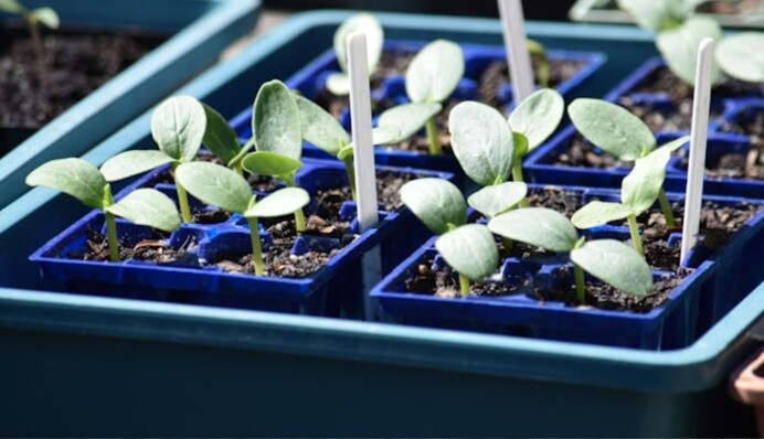 Рассада огурцов в стаканчиках: когда сеять и как правильно выращивать