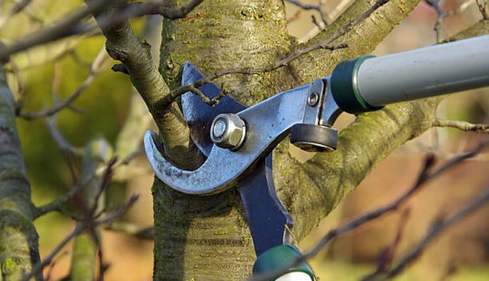 Як захистити плодові дерева після весняної обрізки: засоби для обробки зрізів