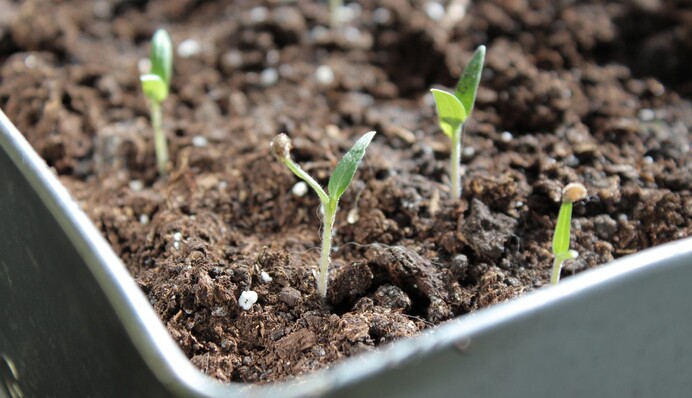 Что добавить в почву при посеве помидоров, чтобы получить здоровую рассаду