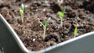 Що додати в ґрунт під час посіву помідорів, щоб отримати здорову розсаду