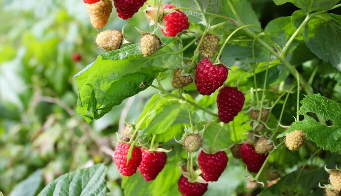 Чим підживити малину навесні, щоб посилити її зростання і розвиток