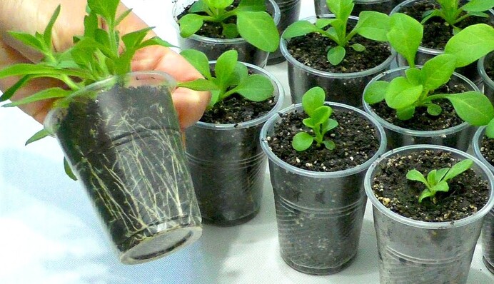 Коли пікірувати петунію і як це правильно робити, щоб усі квіти прижилися