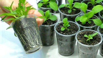 Когда пикировать петунию и как это правильно делать, чтобы все цветы прижились