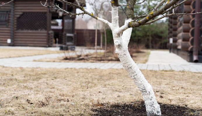 Захист від хвороб і шкідників: чим обробити дерева навесні, щоб вони не хворіли