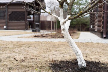 Защита от болезней и вредителей: чем обработать деревья весной, чтобы они не болели