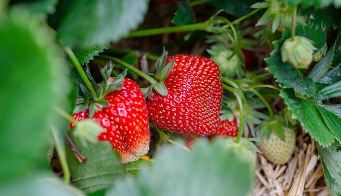 Коли робити перше підживлення полуниці весною, які добрива використовувати