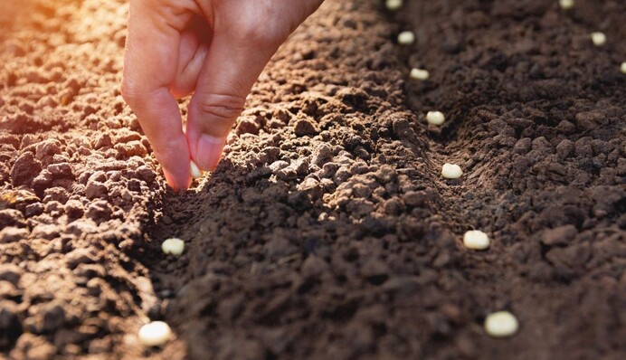 Коли починати сіяти насіння у відкритий ґрунт: оптимальна температура та умови