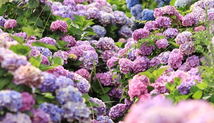 Що робити з гортензією навесні: чотири правила догляду для пишного і яскравого цвітіння