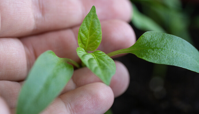 Перше підживлення розсади перцю - важливий етап: коли і як його проводити