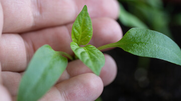 Перше підживлення розсади перцю - важливий етап: коли і як його проводити