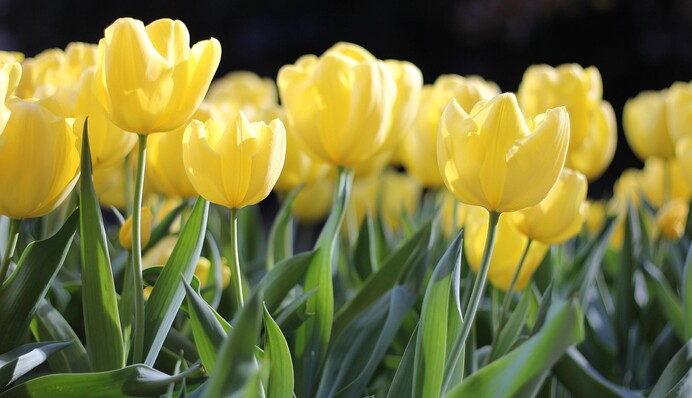 Чим підживити тюльпани навесні, щоб вони довго і яскраво цвіли