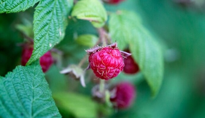 Малину навесні необхідно підживити: яке добриво використовують досвідчені садівники
