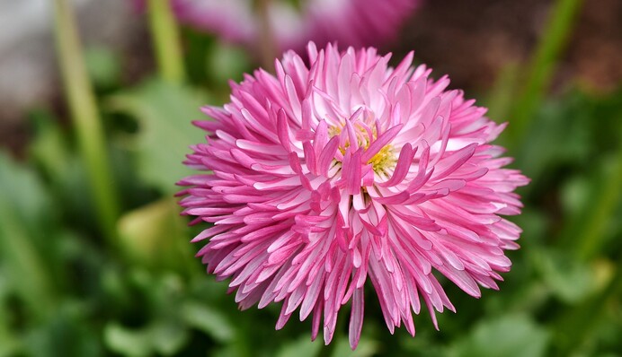 Починайте в кінці березня: оптимальні терміни для посіву айстр на розсаду