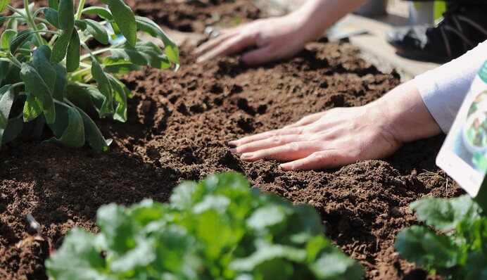 Запорука гарного врожаю: як і чим розкислити ґрунт на грядках ранньою весною