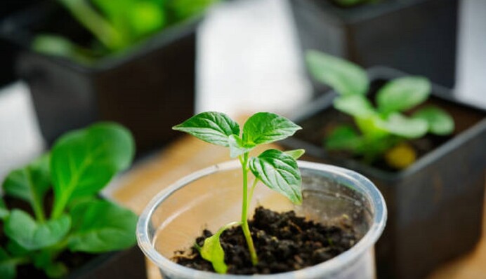 Бурштинова кислота – гарний стимулятор росту розсади: як її застосовувати