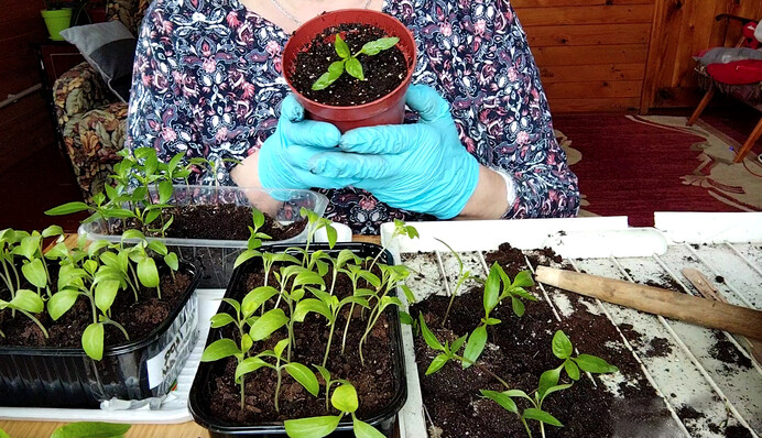 Як пікірувати розсаду перцю і баклажанів: покрокова інструкція з відео