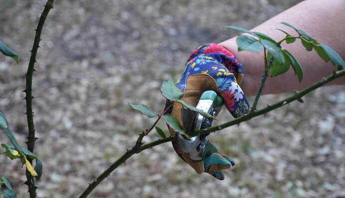 Як правильно обрізати троянди навесні, щоб вони пишно і яскраво цвіли