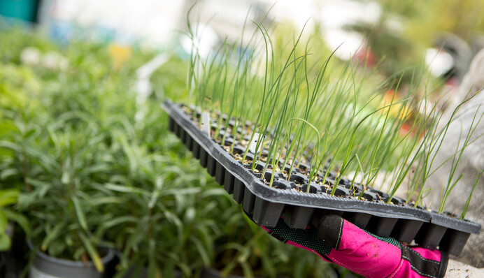 Как сеять лук на рассаду и в чем преимущества такого способа выращивания