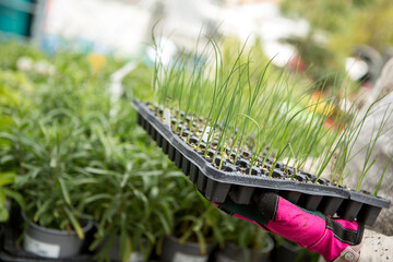 Як сіяти цибулю на розсаду і в чому переваги такого способу вирощування