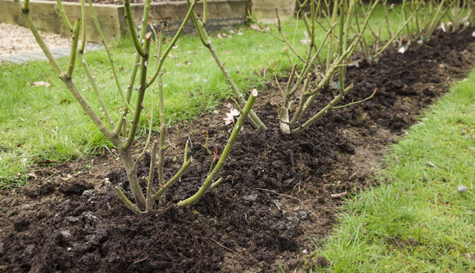 Перше підживлення троянд: яке добриво внести під кущі, щоб вони рясно цвіли