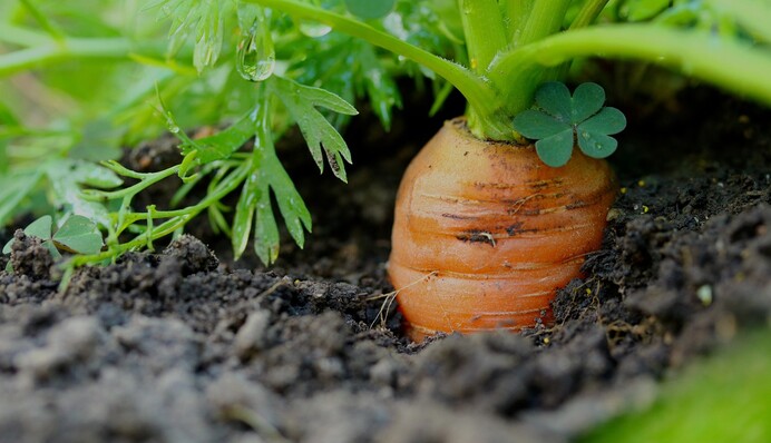 Як захистити моркву від морквяної мухи: допоможе обробка насіння перед посадкою у ґрунт