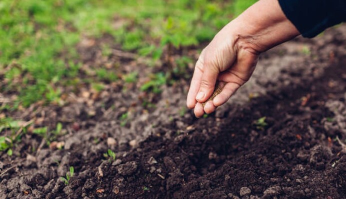 Дасть гарні сходи: як підготувати насіння моркви, петрушки і капусти для посадки