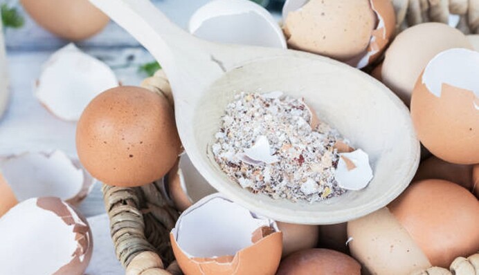 Натуральне підживлення для гортензій допоможе їм квітнути пишно та яскраво