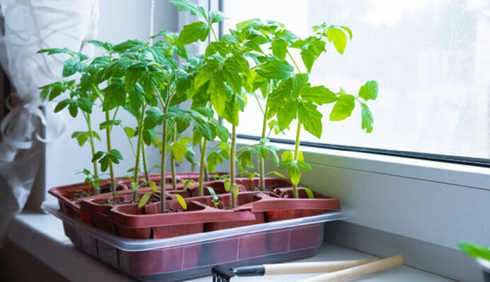 Жовтіє розсада помідорів: чому це відбувається і що робити