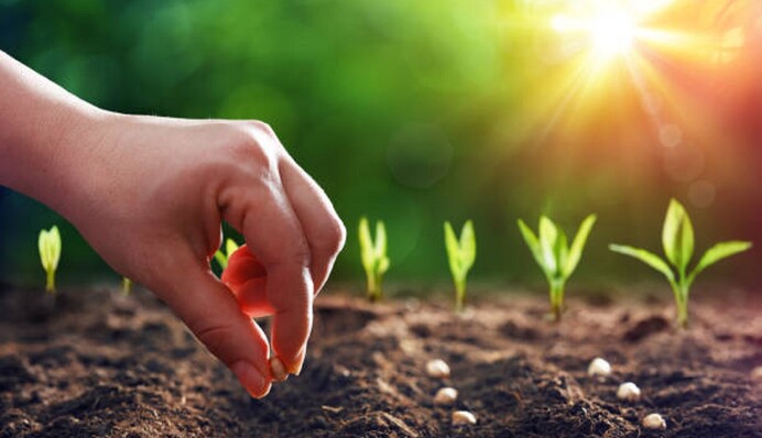 Що і коли садити у квітні 2024 року: місячний посівний календар садівника-городника