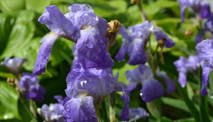 Як захистити іриси від ірисової мухи, яка знищує бутони квітів