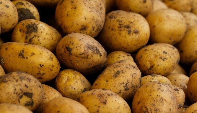 Посадка картофеля в 2024 году: какие сроки и погодные условия будут способствовать лучшему урожаю