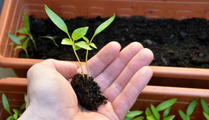 Пікіровка розсади: як розділити рослини і не пошкодити їхнє коріння
