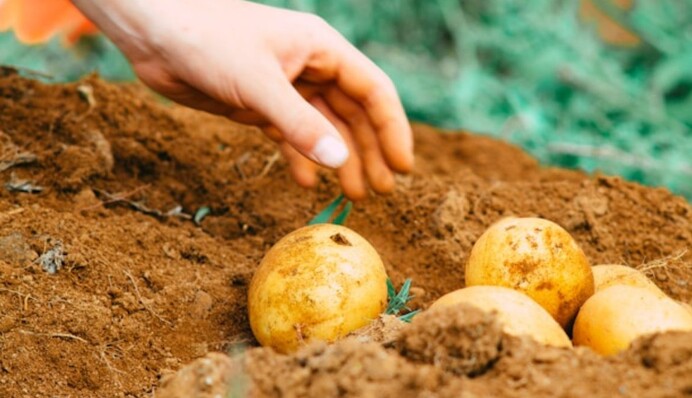 Как подготовить картофель к посадке: прогревание, проращивание и другие способы