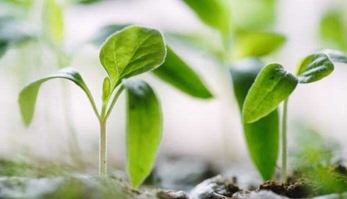 Как избавиться от муравьев на грядках: народные средства, которые считают эффективными