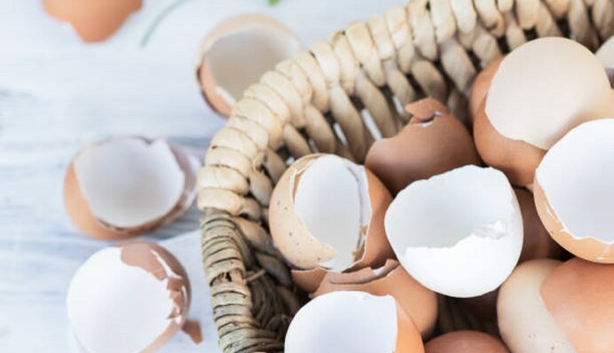 Хорошая мульча и стимулятор роста рассады: как использовать яичную скорлупу на огороде