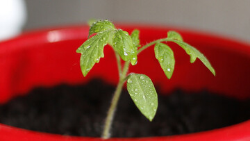 Когда помидоры необходимо пикировать и как это правильно делать: видео