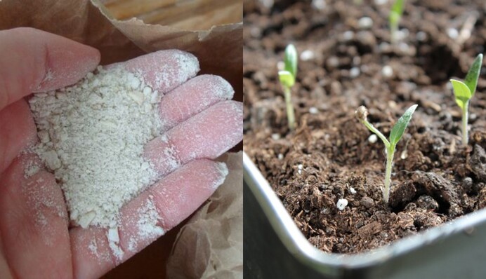 Принесет много пользы: как использовать на огороде костную муку