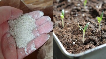 Принесет много пользы: как использовать на огороде костную муку