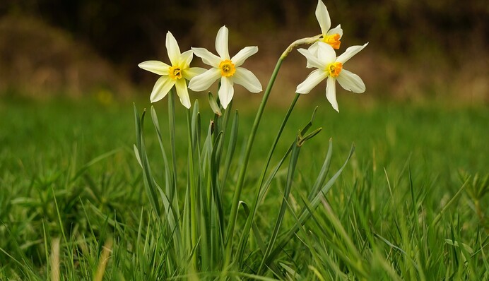 Цветы отблагодарят ярким цветением: чем подкормить клумбу нарциссов в апреле
